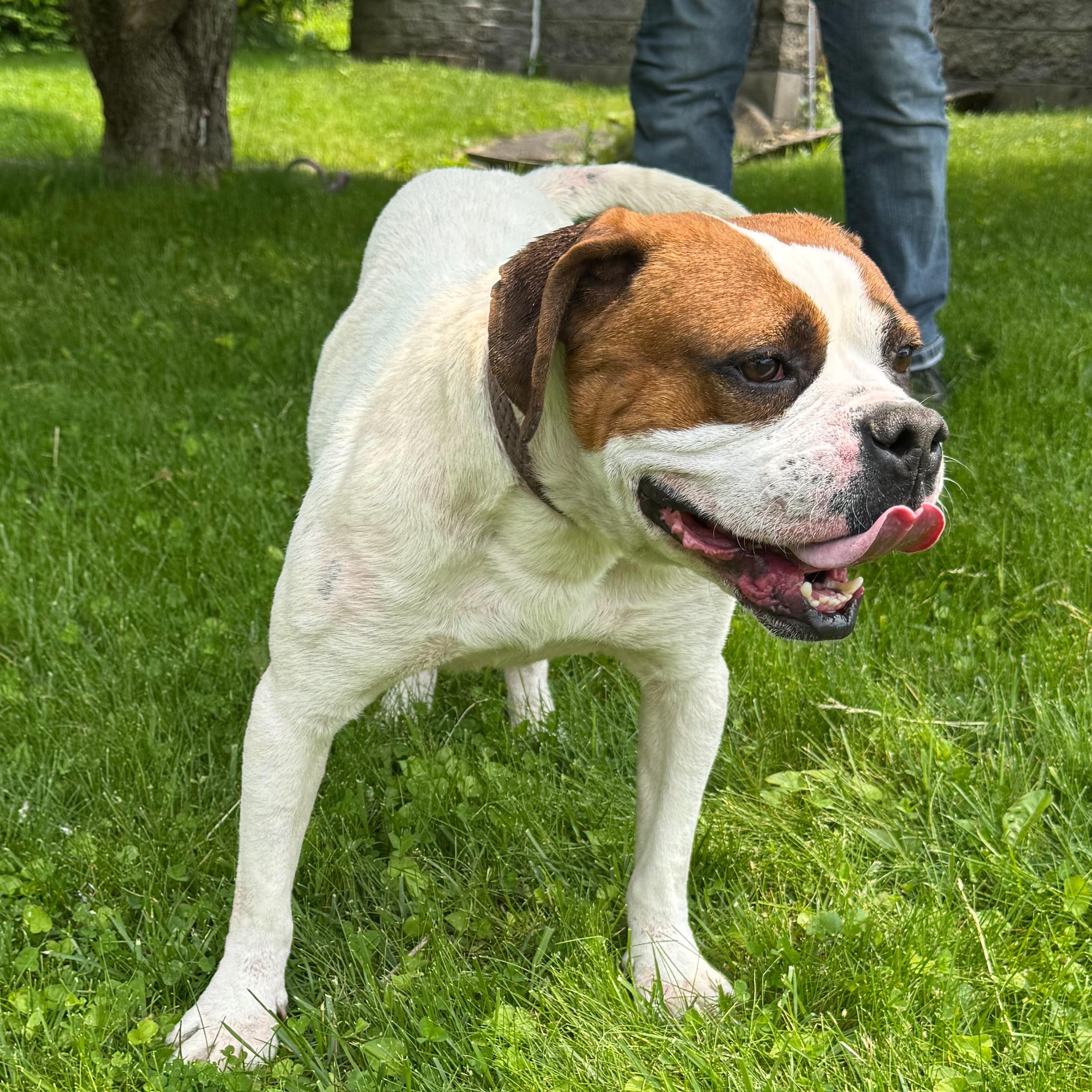 Enlarge Peter, a Adoptable mixed breed in Latrobe, PA image 4/5