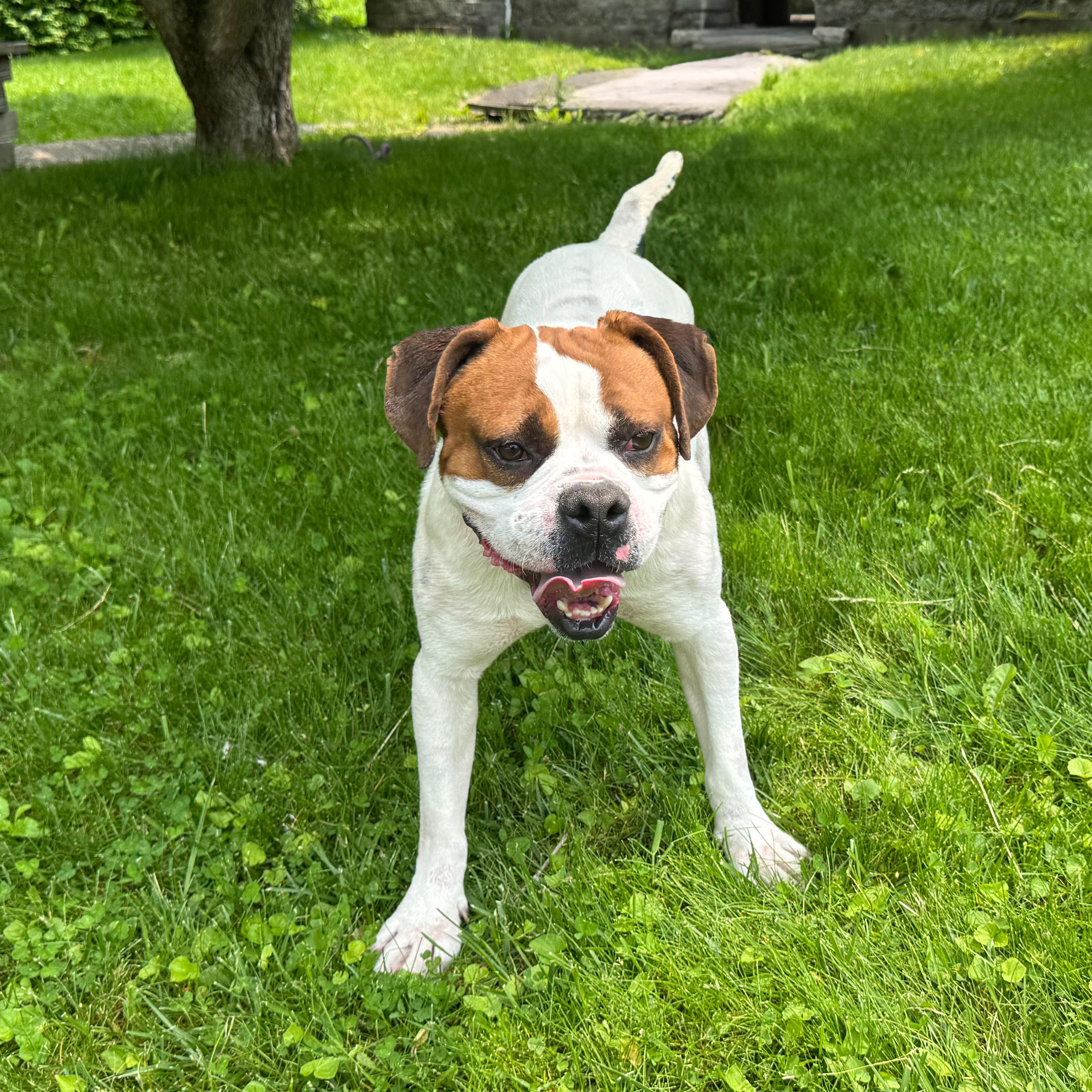 Enlarge Peter, a Adoptable mixed breed in Latrobe, PA image 2/5