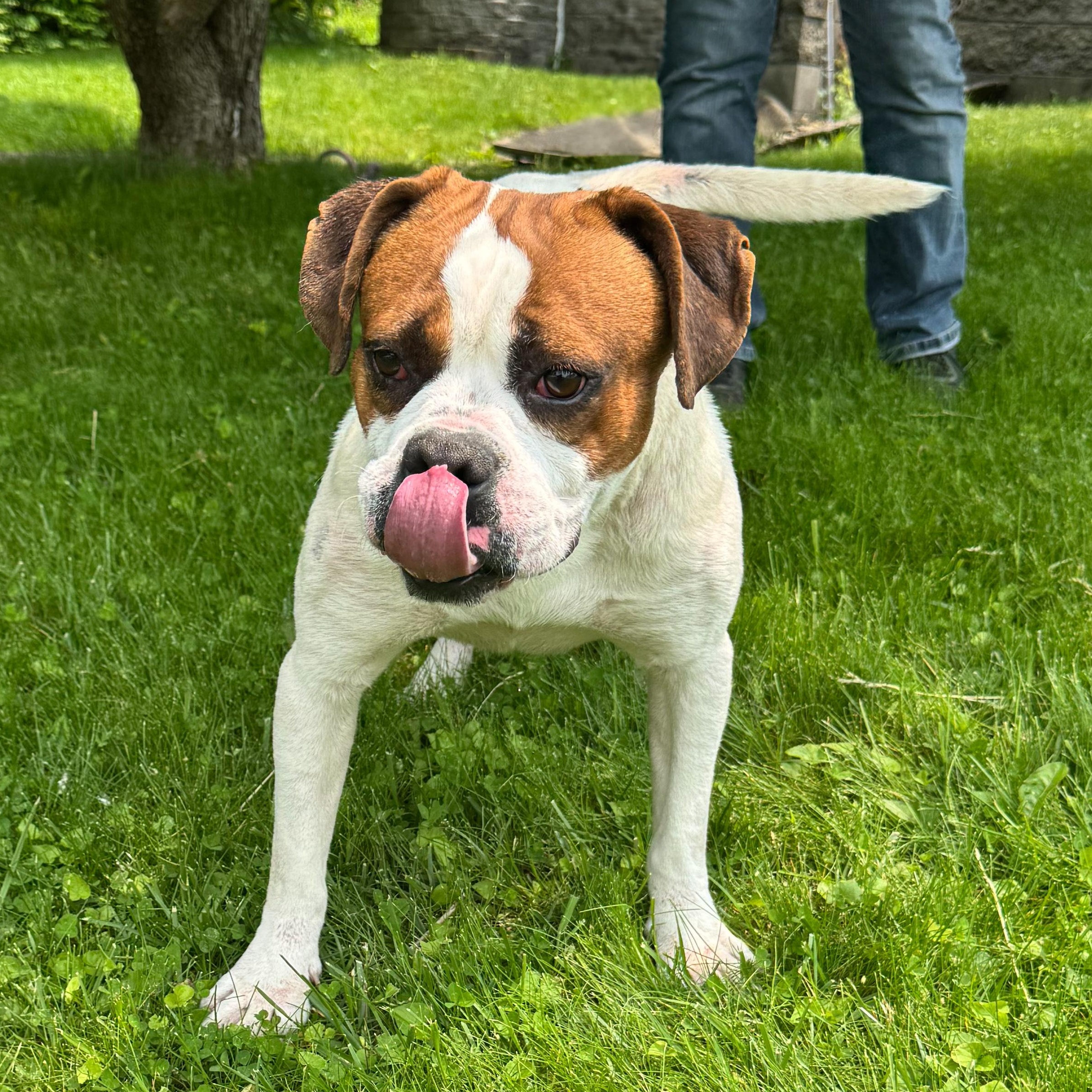 Enlarge Peter, a Adoptable mixed breed in Latrobe, PA image 3/5
