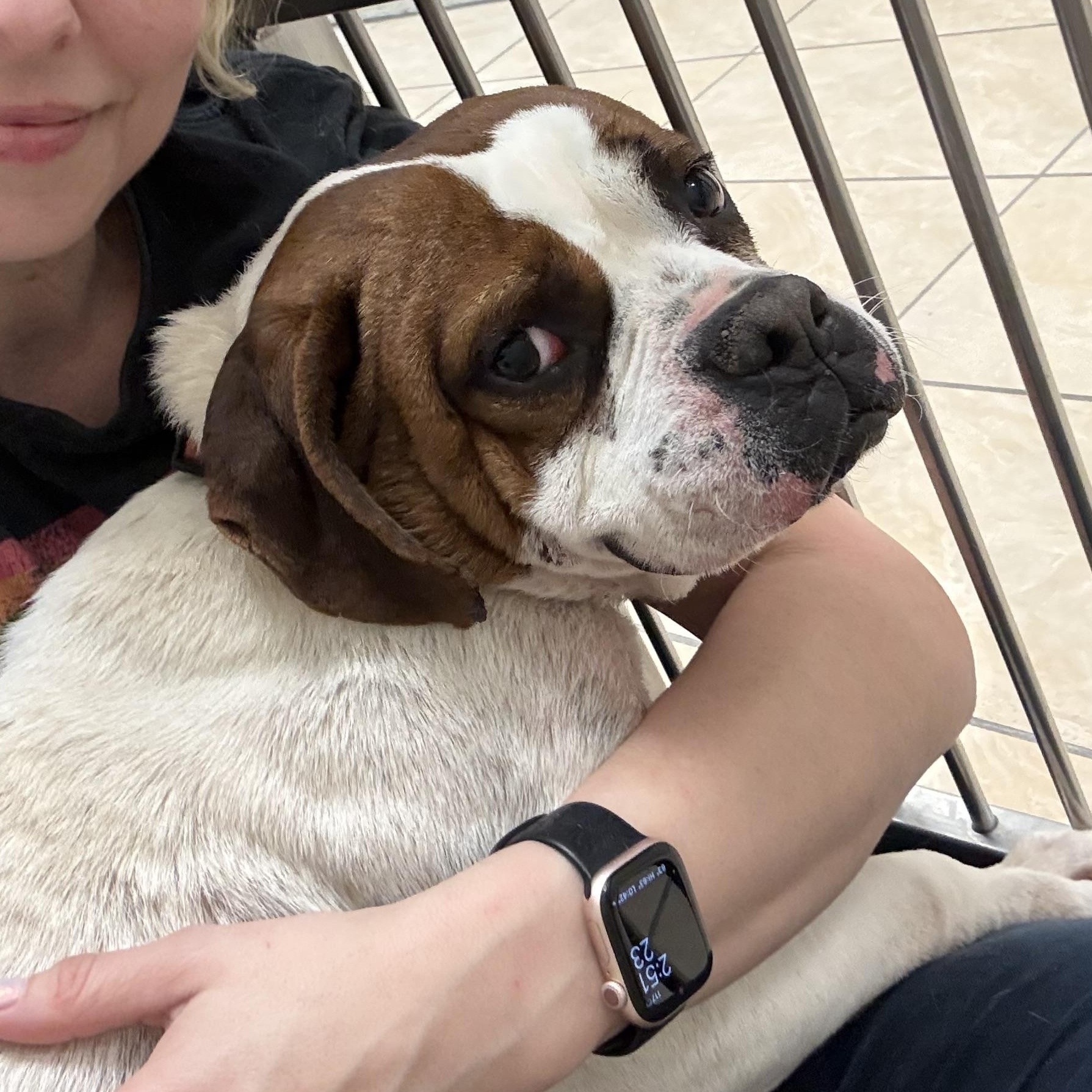 Enlarge Peter, a Adoptable mixed breed in Latrobe, PA image 5/5