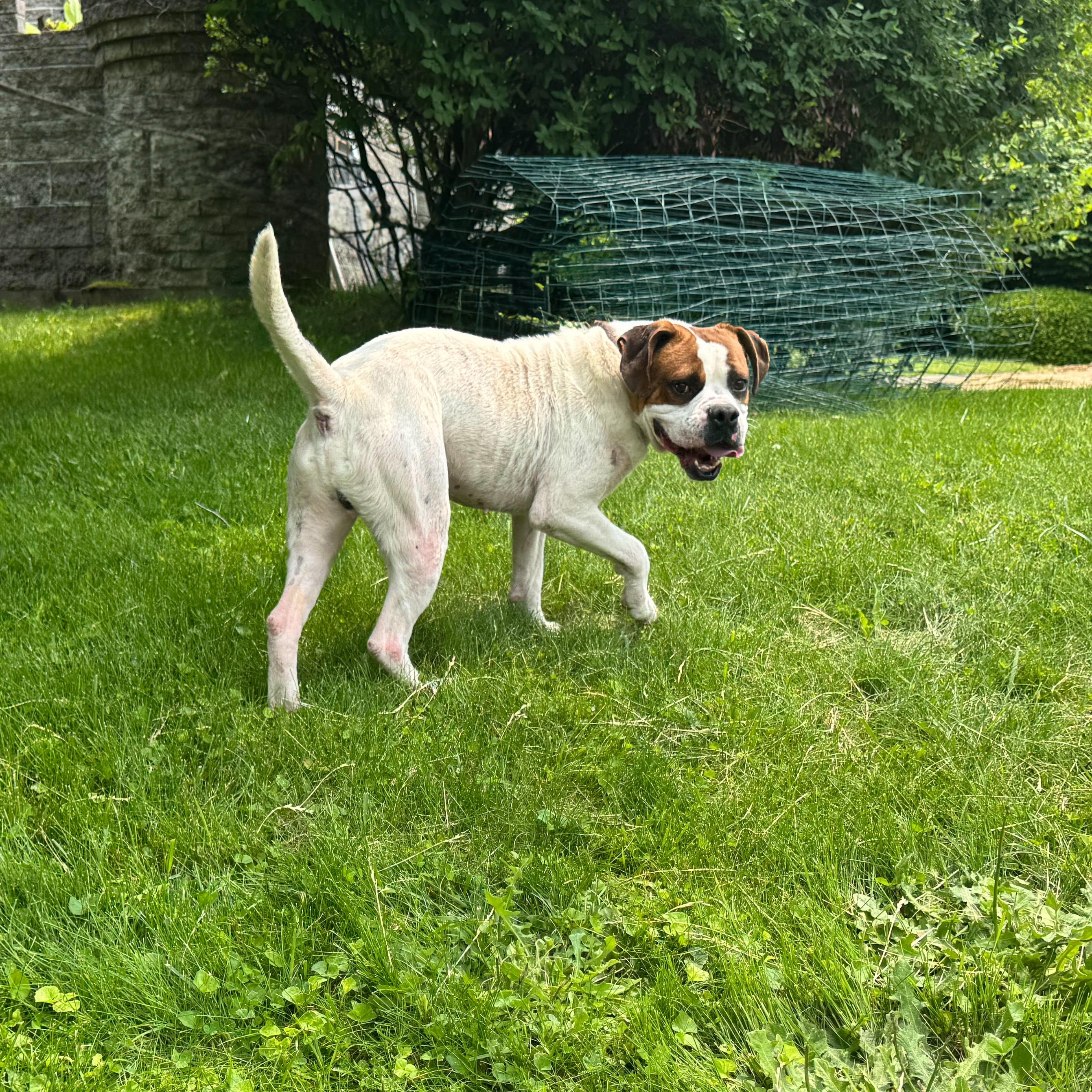 Enlarge Peter, a Adoptable mixed breed in Latrobe, PA image 5/5