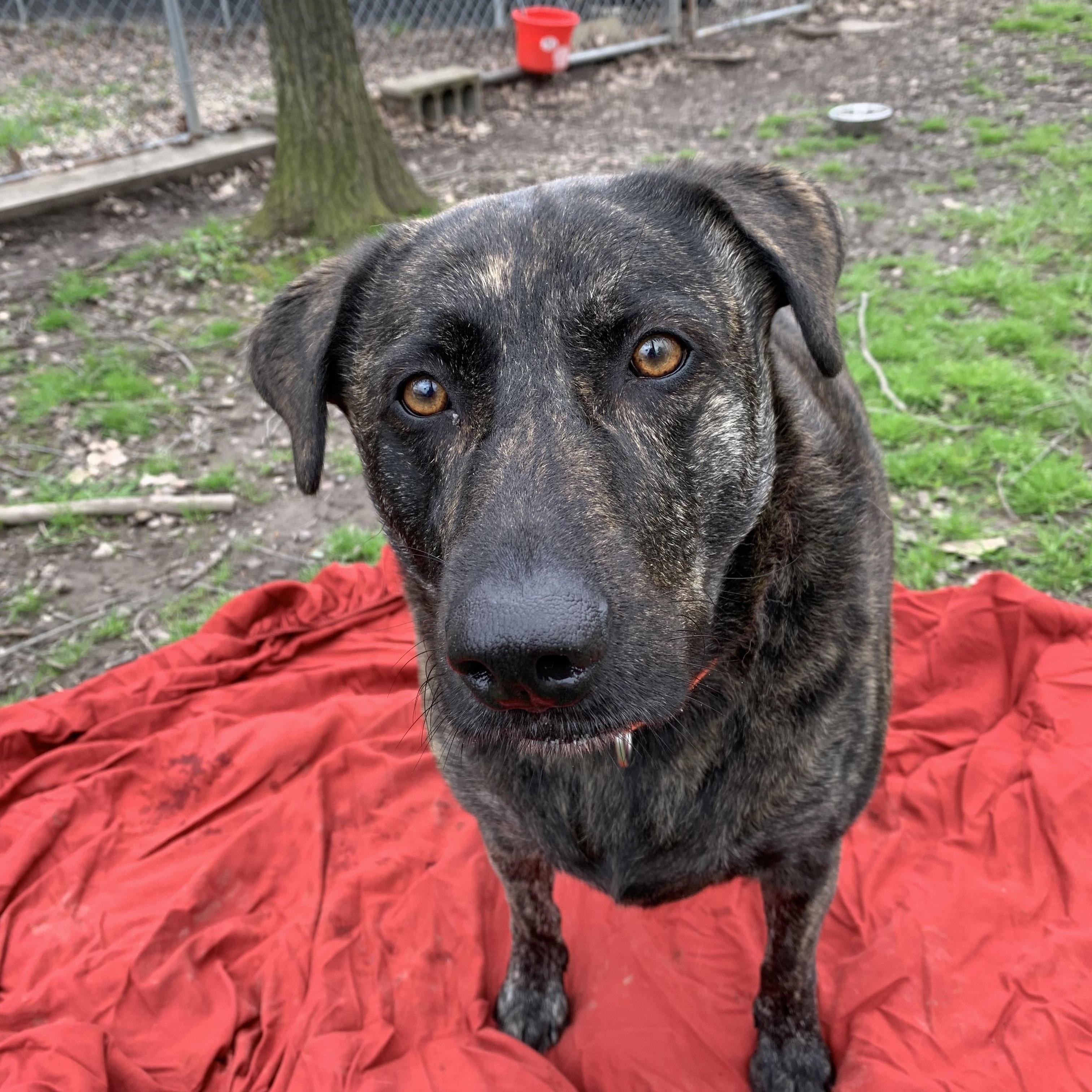 Pot Roast, ADOPTABLE, Adult Male Labrador Retriever & Plott Hound.