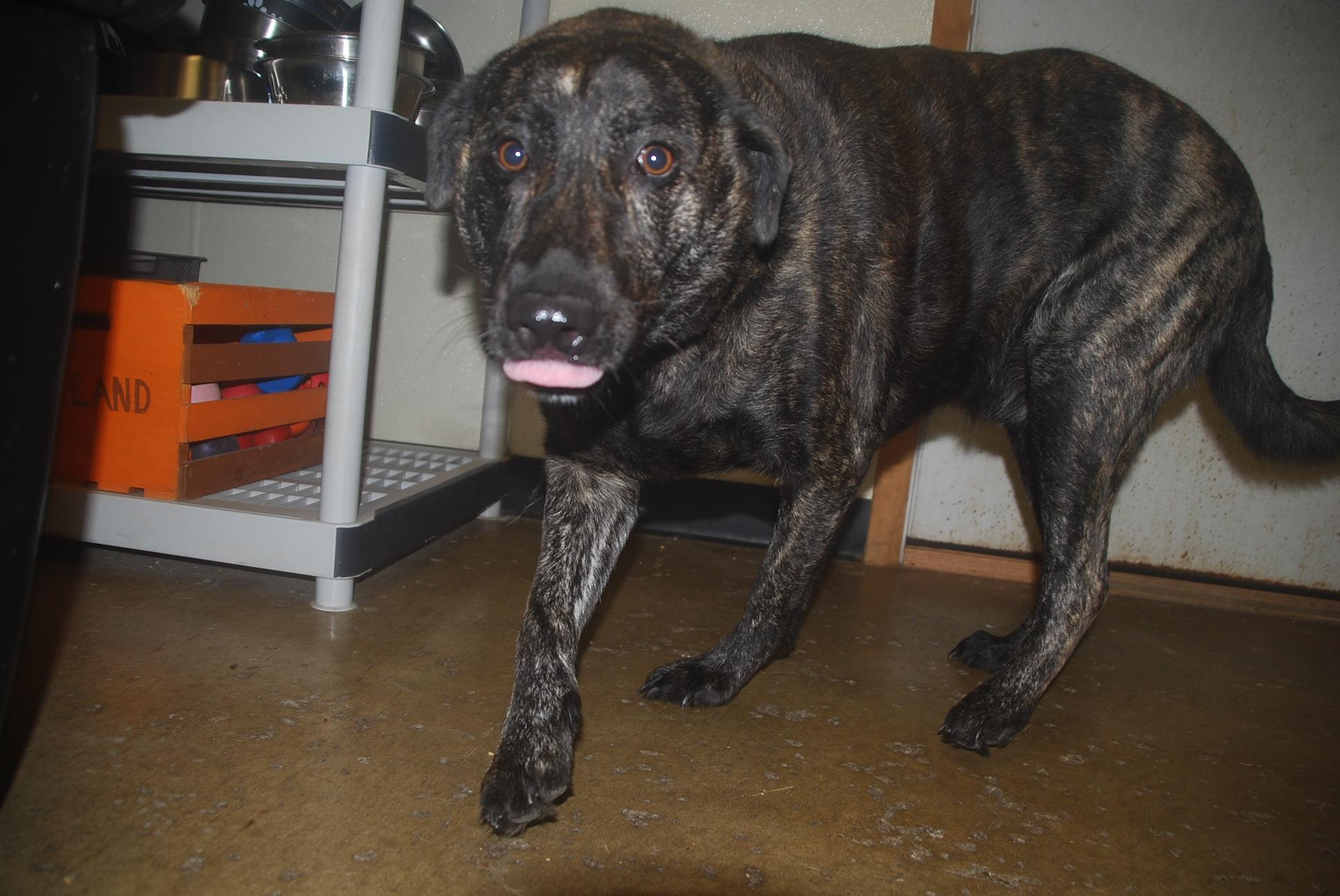 Enlarge Pot Roast, a ADOPTABLE mixed breed in Chardon, OH image 1/5