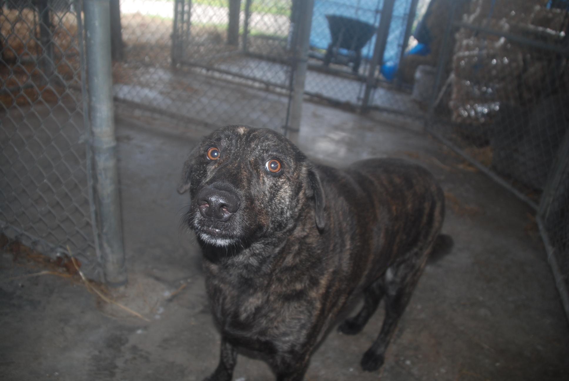 Enlarge Pot Roast, a ADOPTABLE mixed breed in Chardon, OH image 4/5
