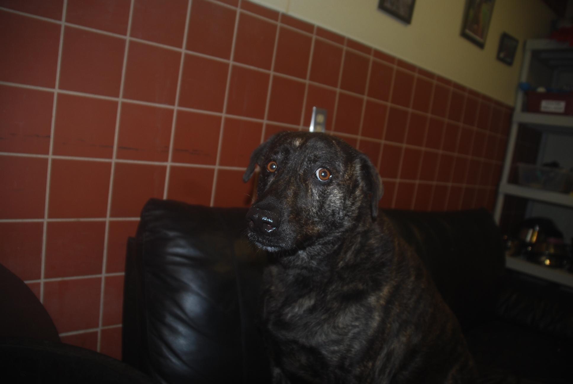 Enlarge Pot Roast, a ADOPTABLE mixed breed in Chardon, OH image 3/5