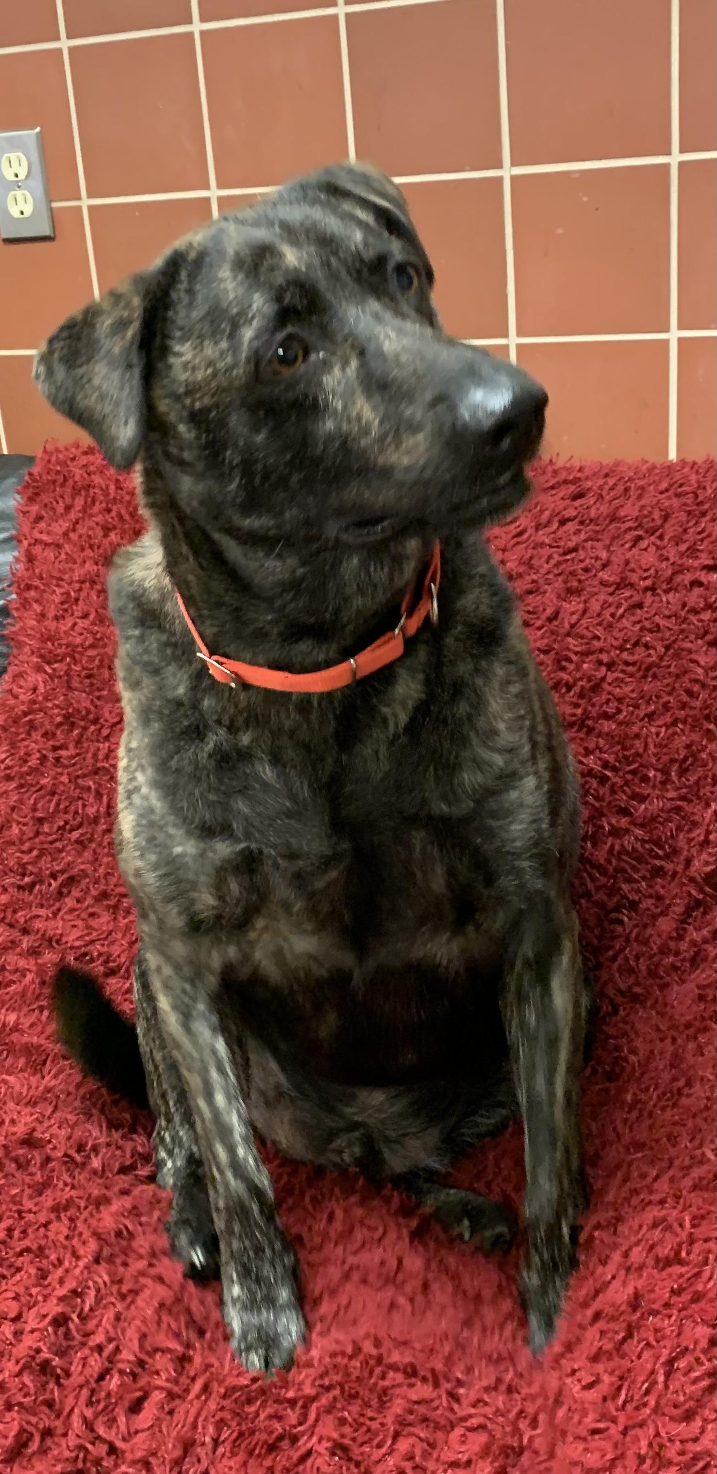Pot Roast, a ADOPTABLE mixed breed in Chardon, OH image 2/6