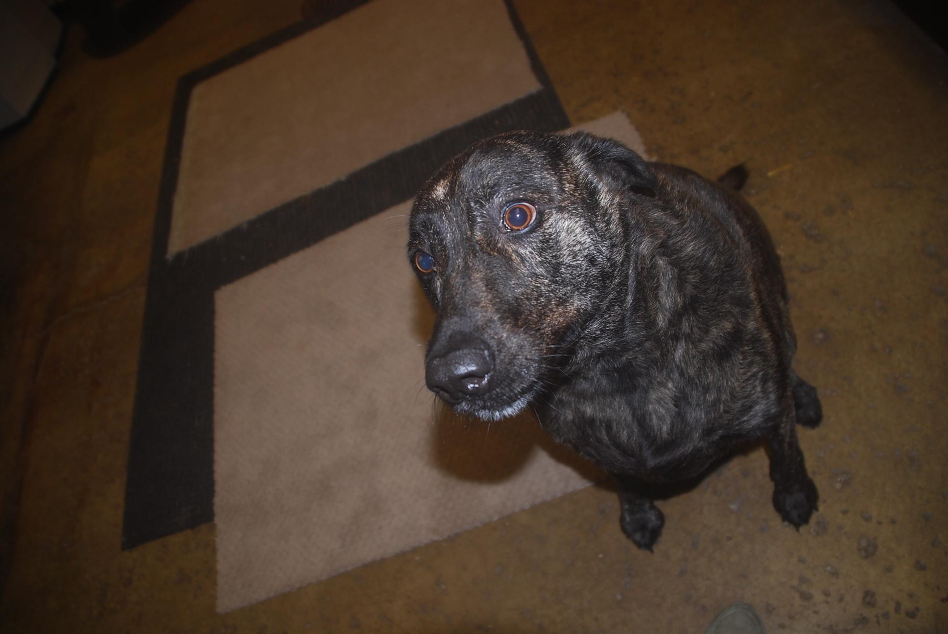 Enlarge Pot Roast, a ADOPTABLE mixed breed in Chardon, OH image 5/5