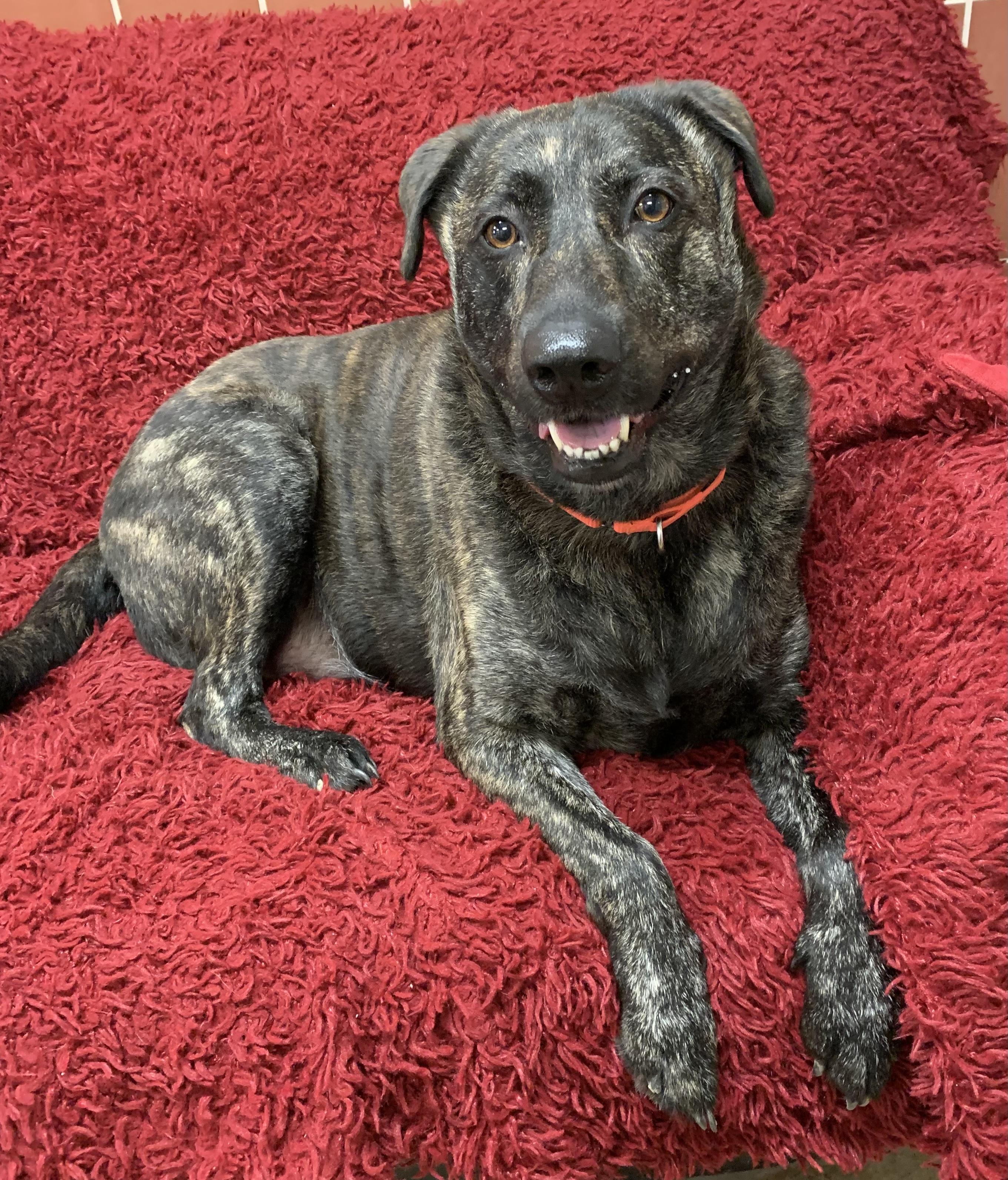 Pot Roast, a ADOPTABLE mixed breed in Chardon, OH image 3/6