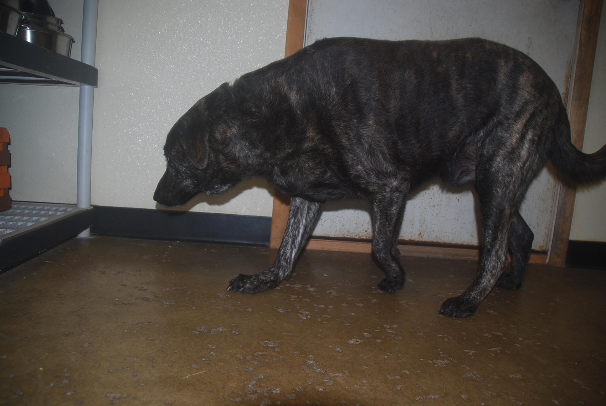 Enlarge Pot Roast, a ADOPTABLE mixed breed in Chardon, OH image 2/5