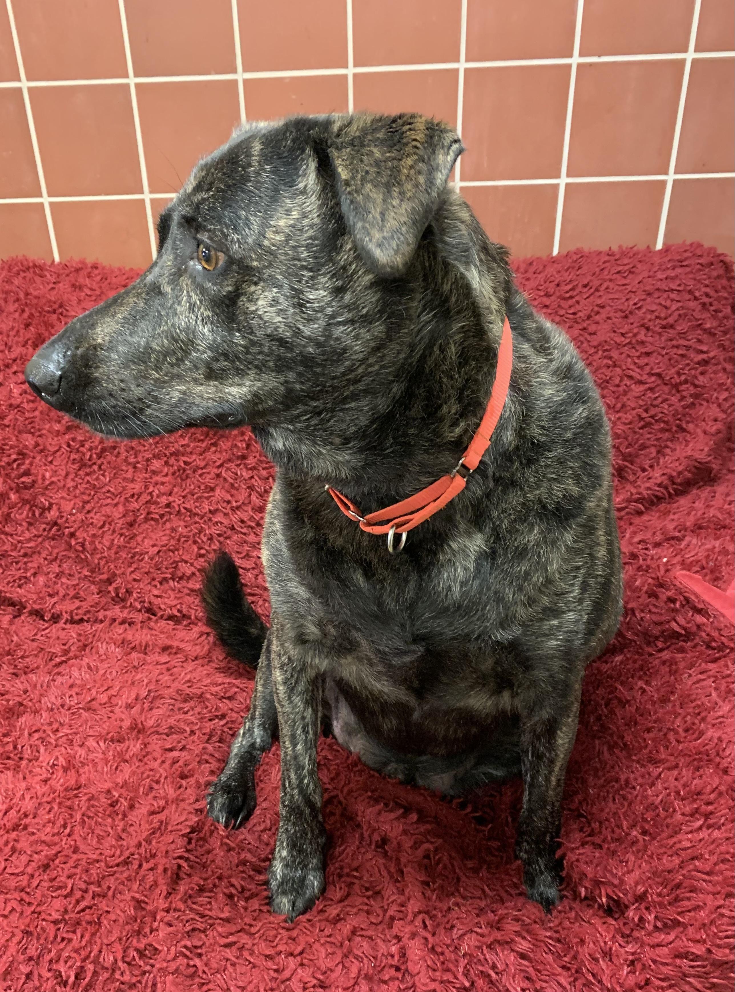 Pot Roast, a ADOPTABLE mixed breed in Chardon, OH image 6/6