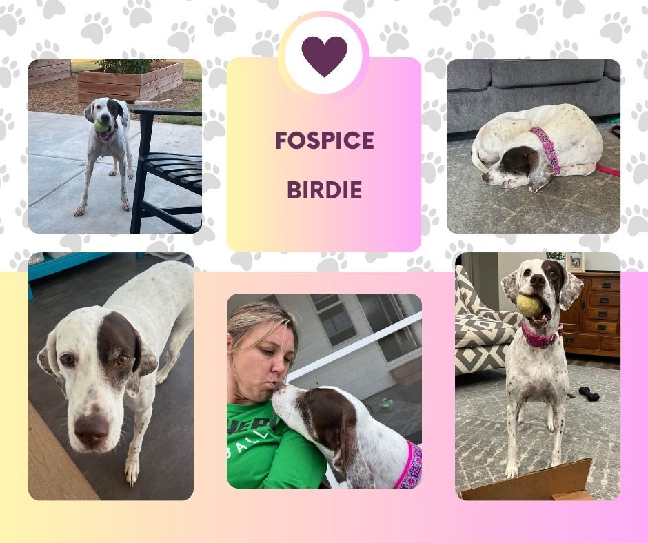 Fospice Birdie (KS), Adoptable, Senior Female English Pointer.