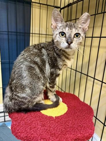 Candy - LOCATED IN NE WITH FOSTER photo