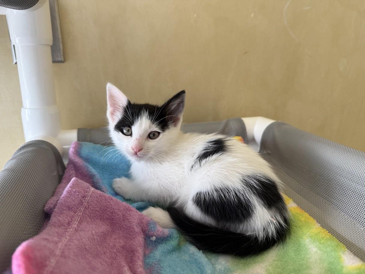 Enlarge Howard, a Adoptable Domestic Short Hair in Berkeley, CA image 4/5