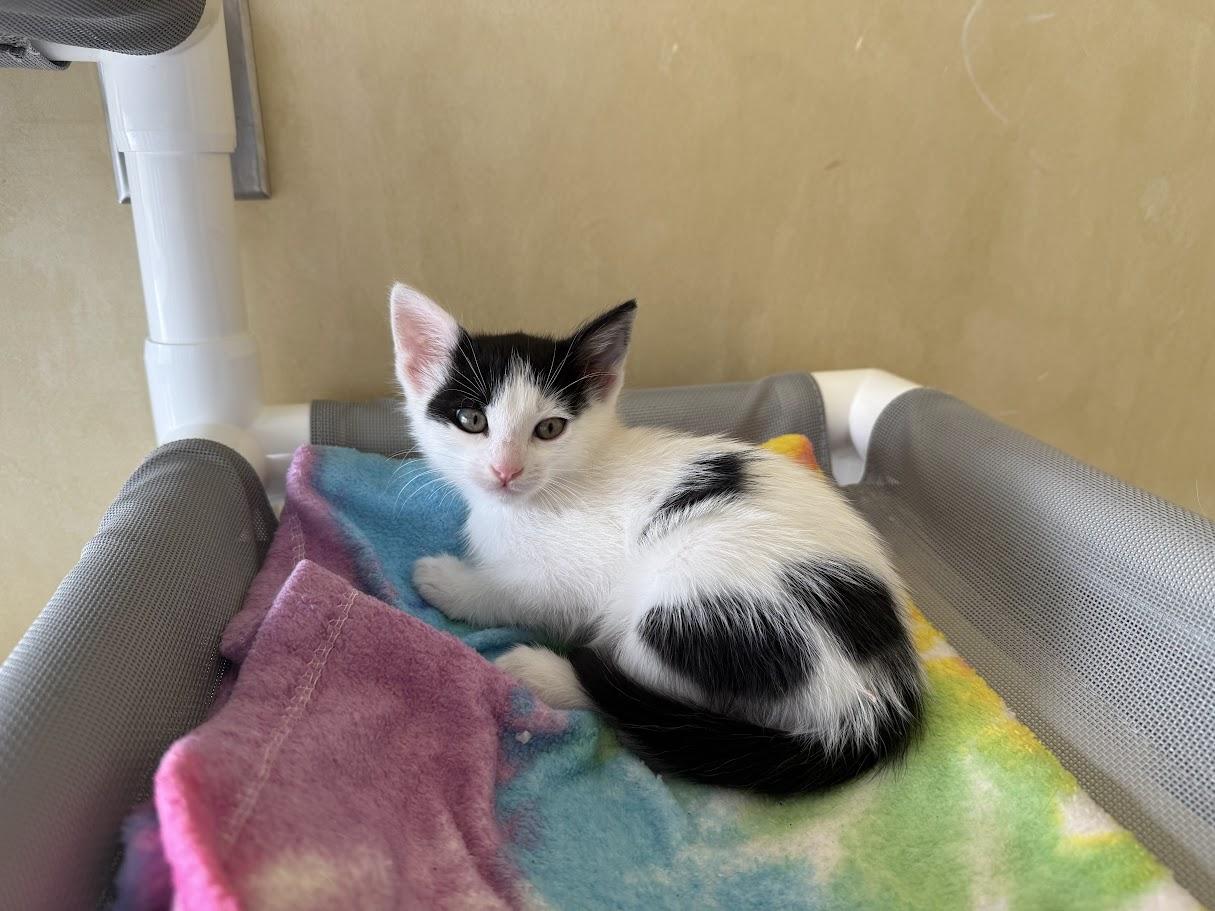 Enlarge Howard, a Adoptable Domestic Short Hair in Berkeley, CA image 3/5