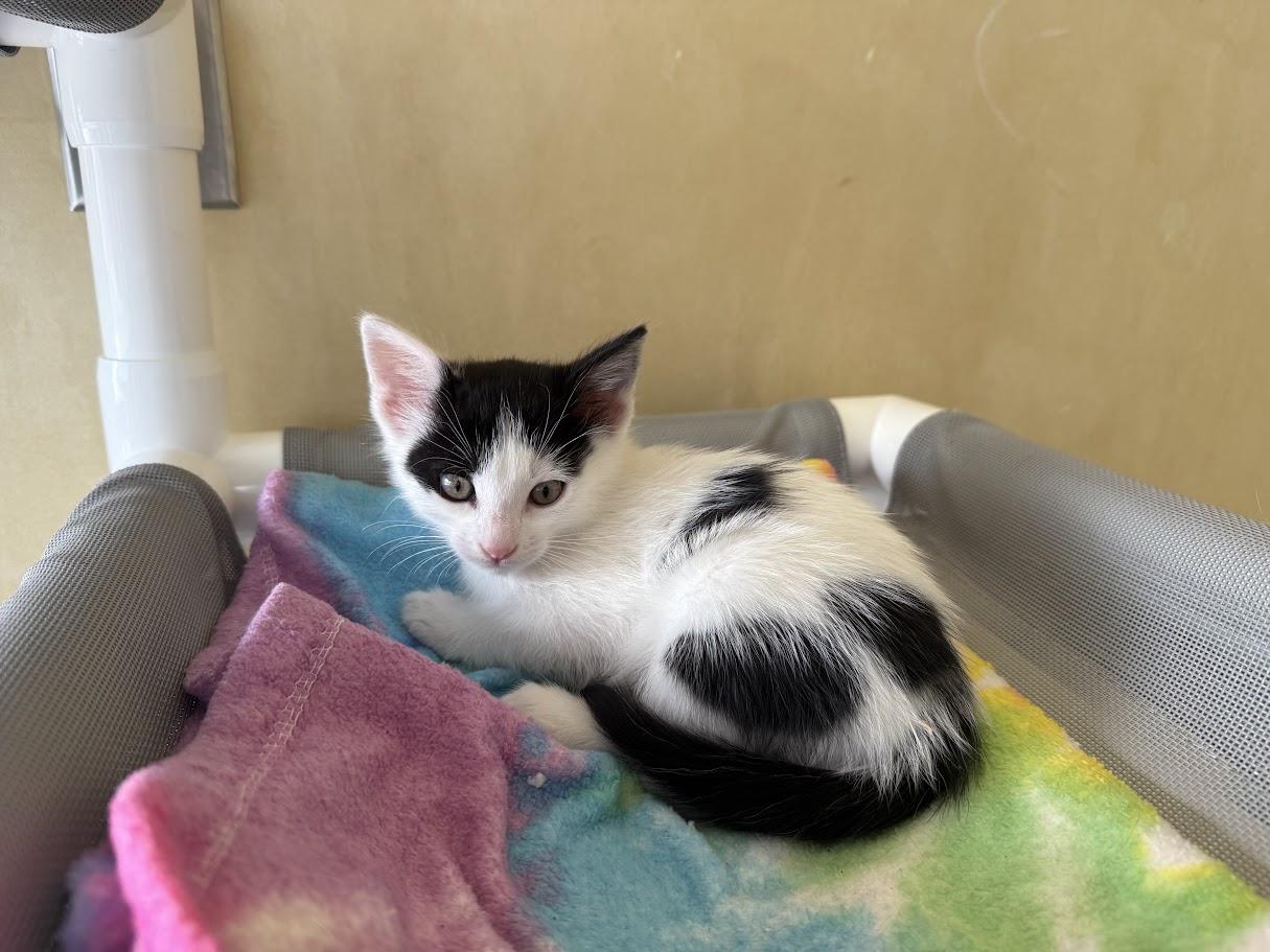 Enlarge Howard, a Adoptable Domestic Short Hair in Berkeley, CA image 5/5