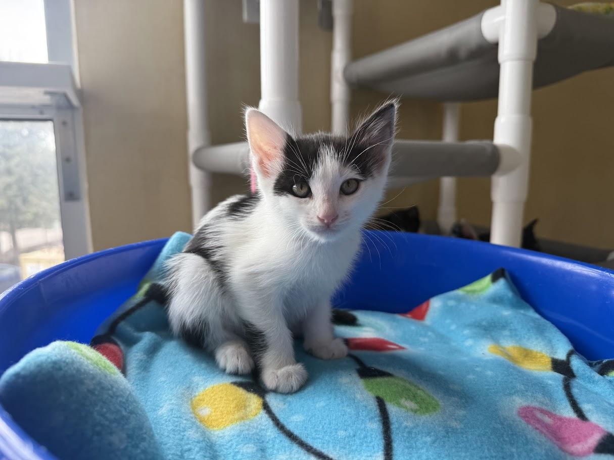 Enlarge Howard, a Adoptable Domestic Short Hair in Berkeley, CA image 1/5