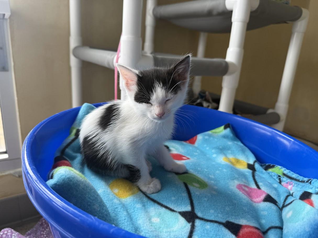 Enlarge Howard, a Adoptable Domestic Short Hair in Berkeley, CA image 2/5