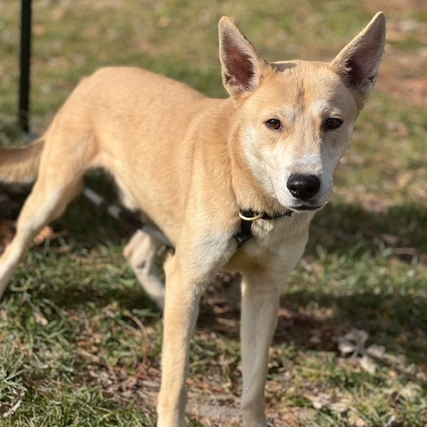 Enlarge Drax, a Adopted Carolina Dog in Springfield, IL image 1/2