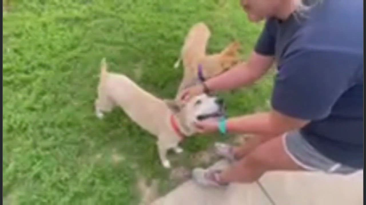 Enlarge Drax, a Adopted Carolina Dog in Springfield, IL video 2/2