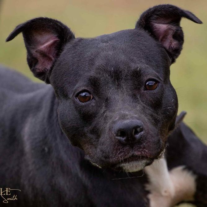 Enlarge Silvia, a Adoptable mixed breed in Henderson, KY image 1/3