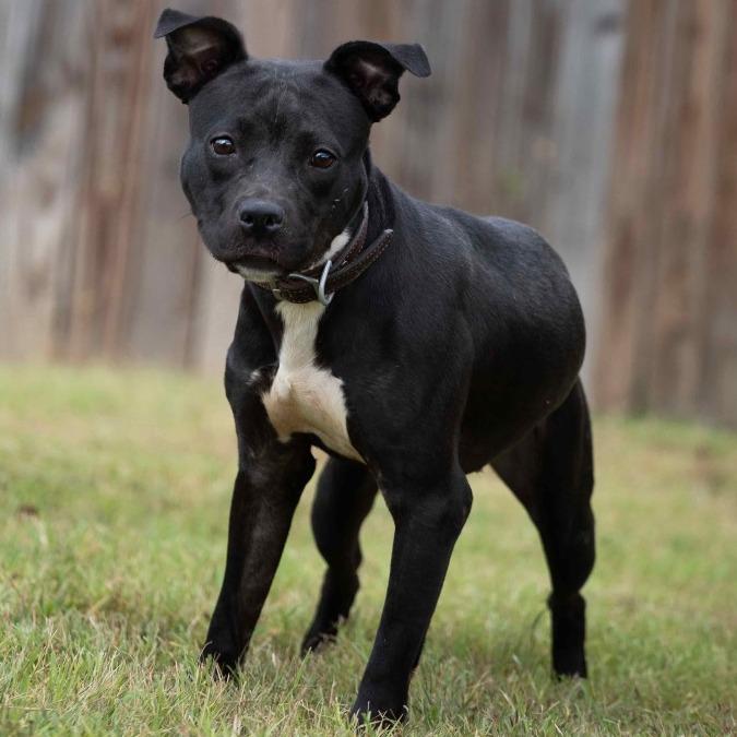 Enlarge Silvia, a Adoptable mixed breed in Henderson, KY image 3/3