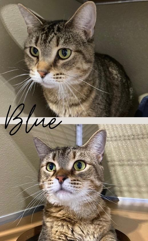 Blue, Adoptable, Adult Female Domestic Short Hair.