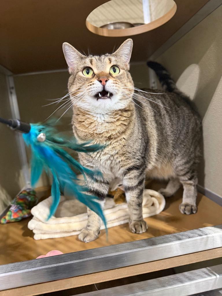 Blue- SPONSORED, Adoptable, Adult Female Domestic Short Hair.