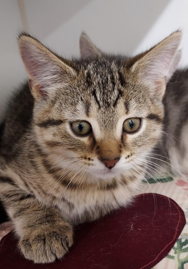 Blue, a Adoptable mixed breed in Pierceton, IN image 2/4