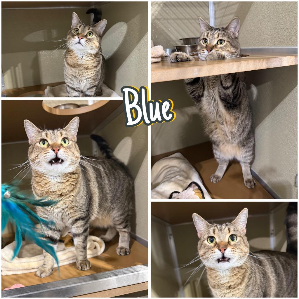 Enlarge Blue- SPONSORED, a Adoptable mixed breed in Pierceton, IN image 2/5