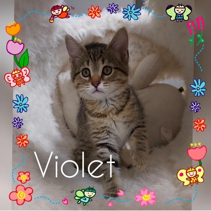 Blue, a Adoptable mixed breed in Pierceton, IN image 3/4