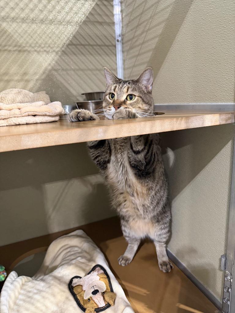Enlarge Blue- SPONSORED, a Adoptable mixed breed in Pierceton, IN image 4/5