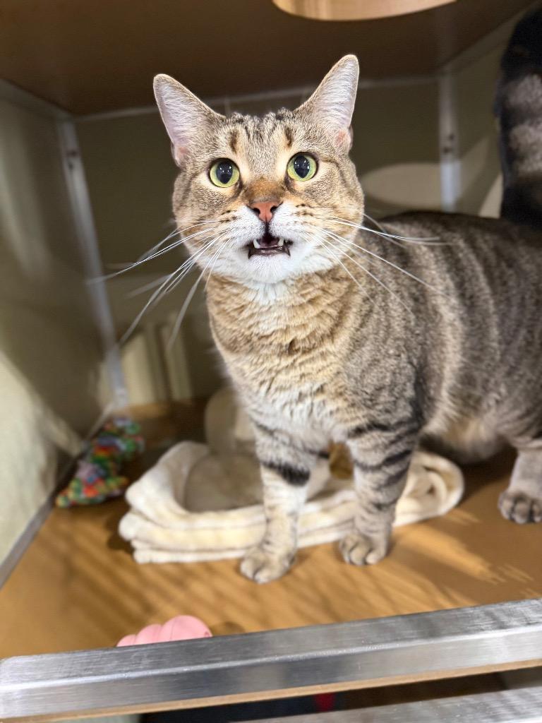 Enlarge Blue- SPONSORED, a Adoptable mixed breed in Pierceton, IN image 5/5