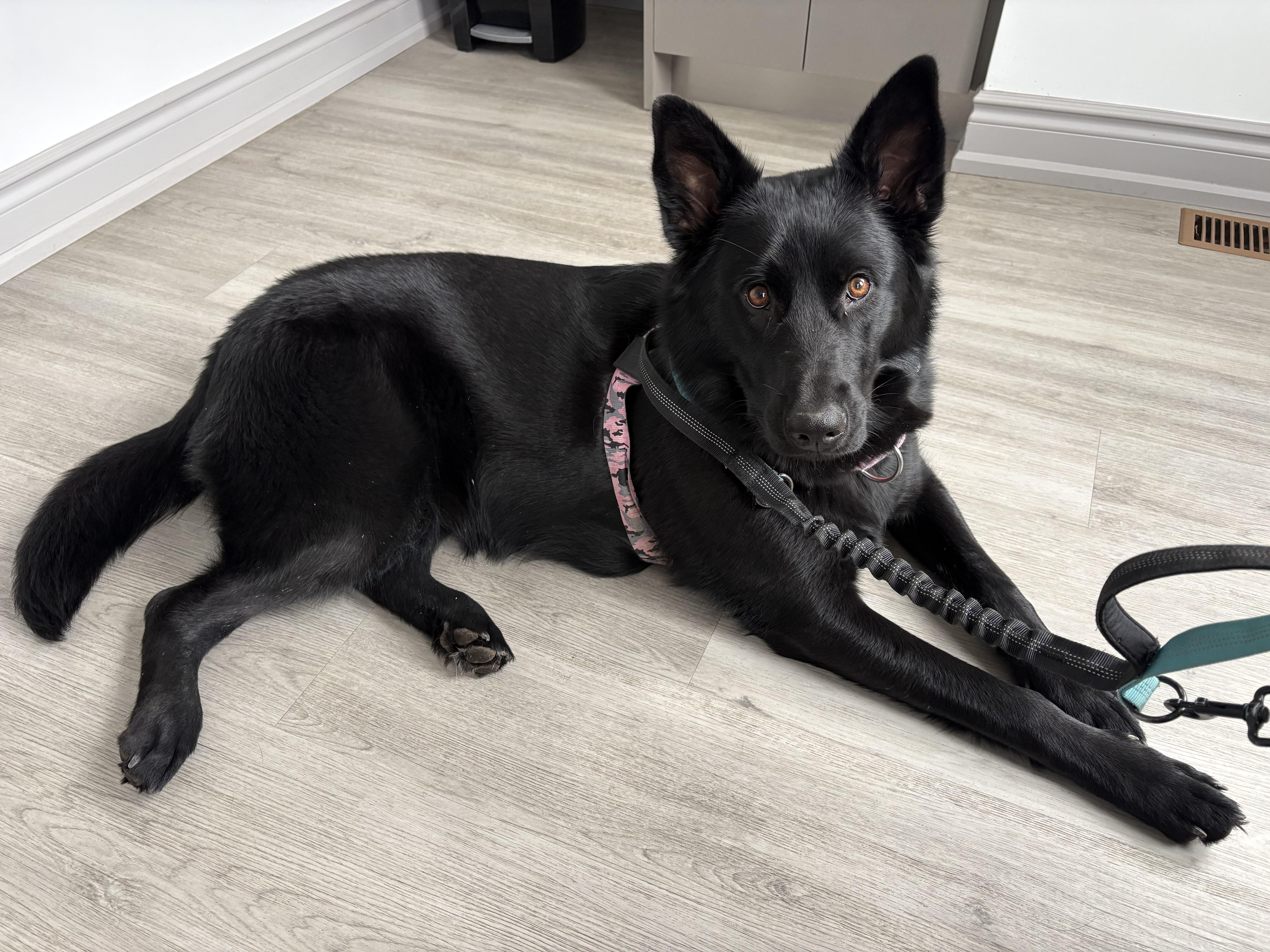 Enlarge Hailey, a ADOPTABLE mixed breed in Markham, ON image 2/5
