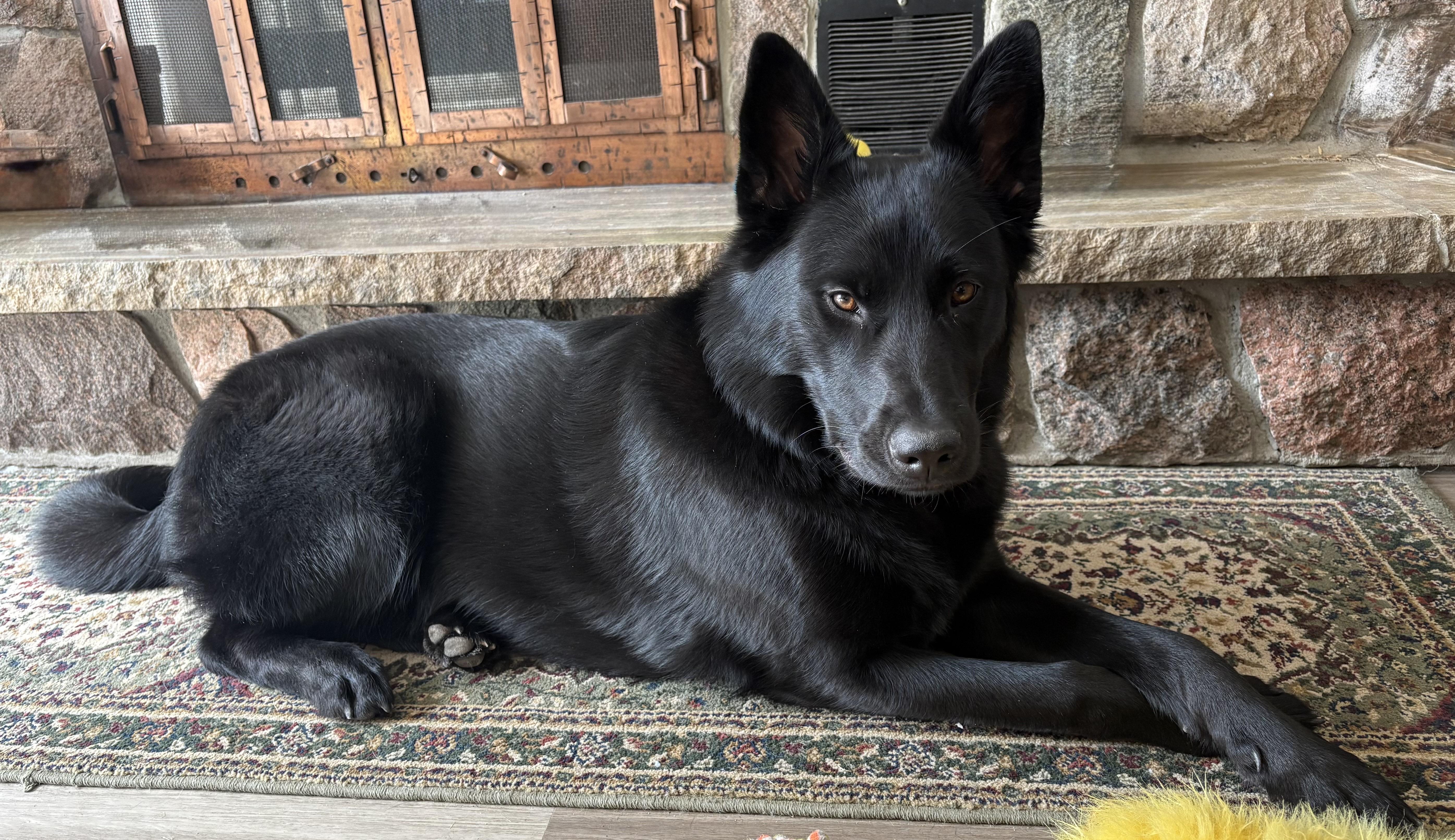 Enlarge Hailey, a ADOPTABLE mixed breed in Markham, ON image 1/5