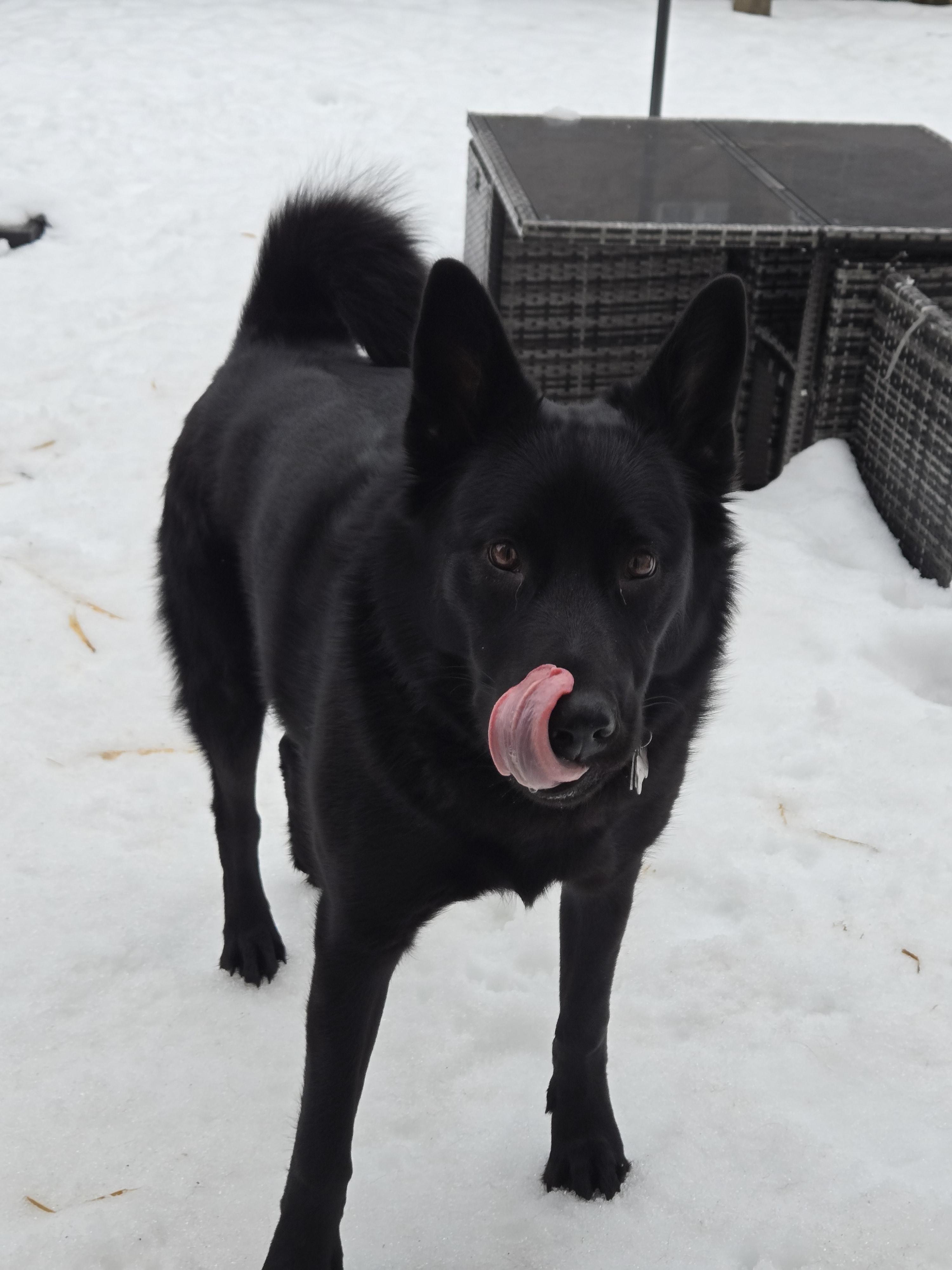 Enlarge Hailey, a ADOPTABLE mixed breed in Markham, ON image 5/5