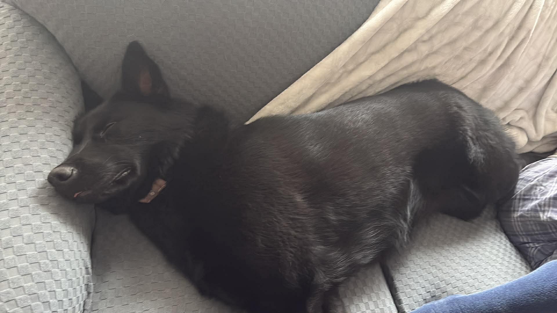 Enlarge Hailey, a ADOPTABLE mixed breed in Markham, ON image 3/5