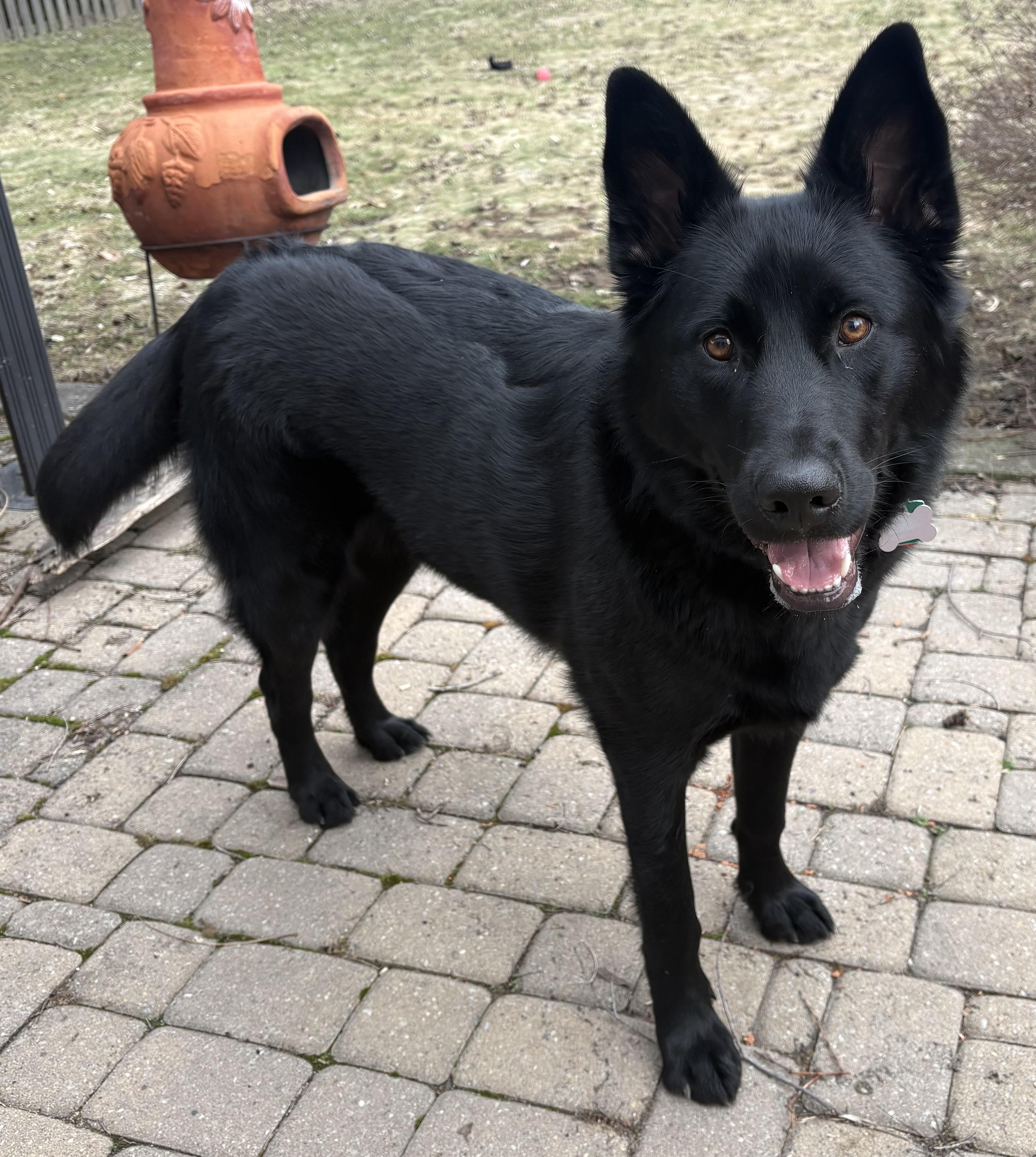 Enlarge Hailey, a ADOPTABLE mixed breed in Markham, ON image 4/5