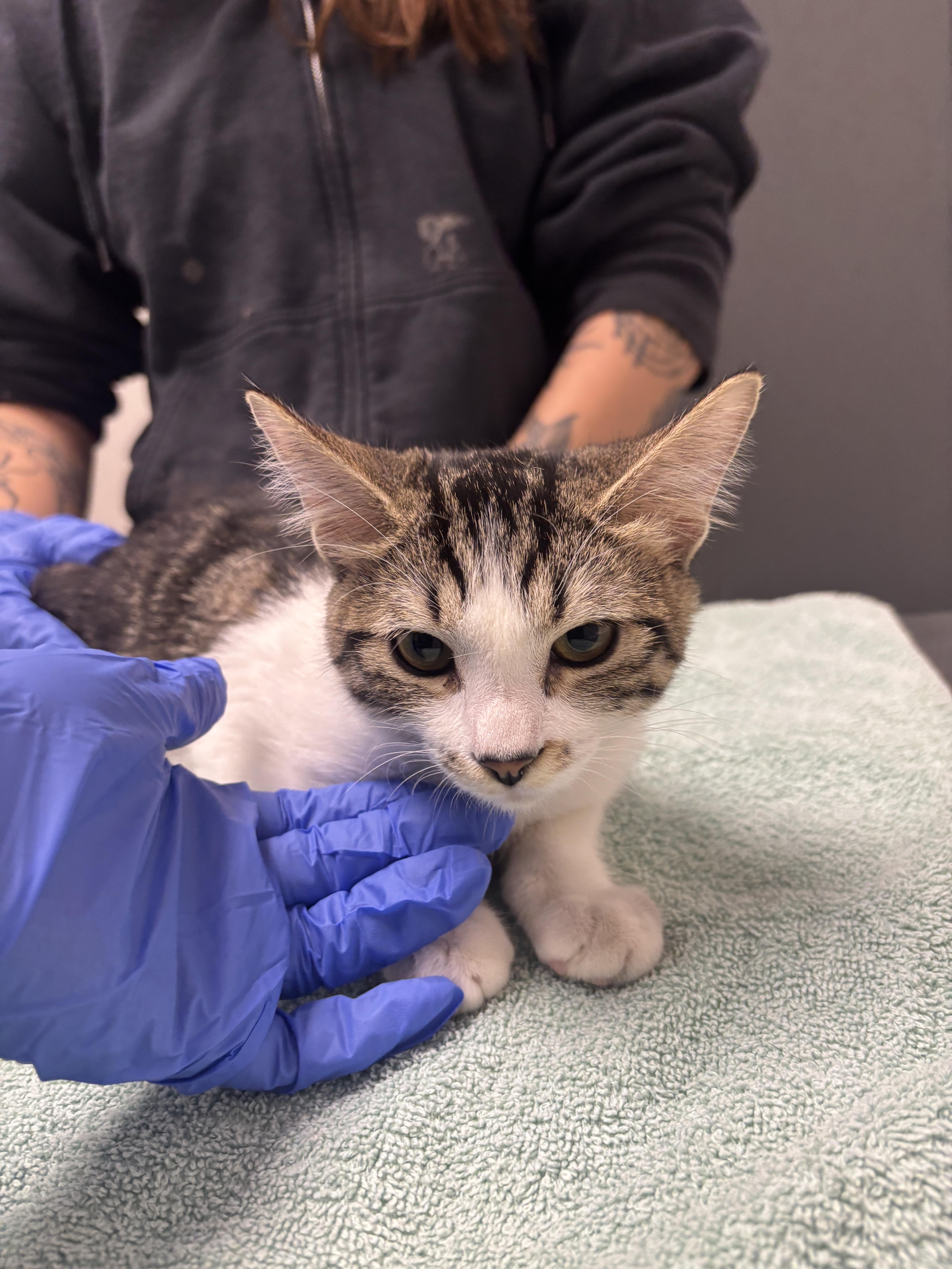 Marcy, Adopted, Young Female Domestic Short Hair.