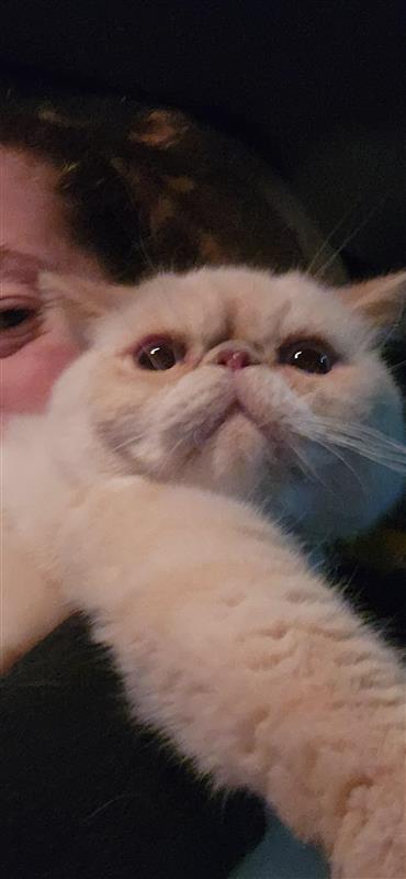 Simba