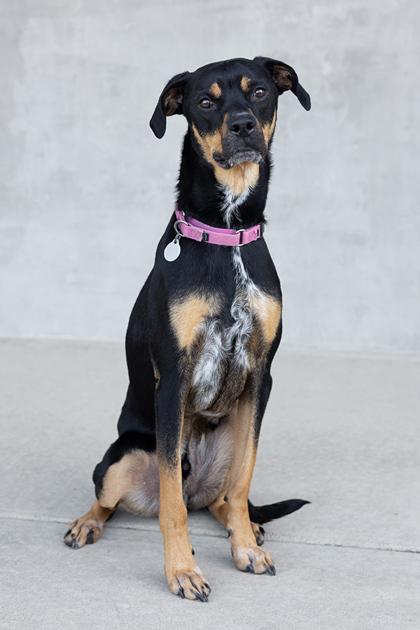 Enlarge Ralph, a Adoptable mixed breed in Longmont, CO image 1/3
