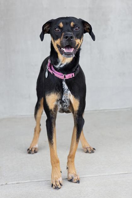 Enlarge Ralph, a Adoptable mixed breed in Longmont, CO image 3/3