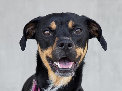 Enlarge Ralph, a Adoptable mixed breed in Longmont, CO image 3/3