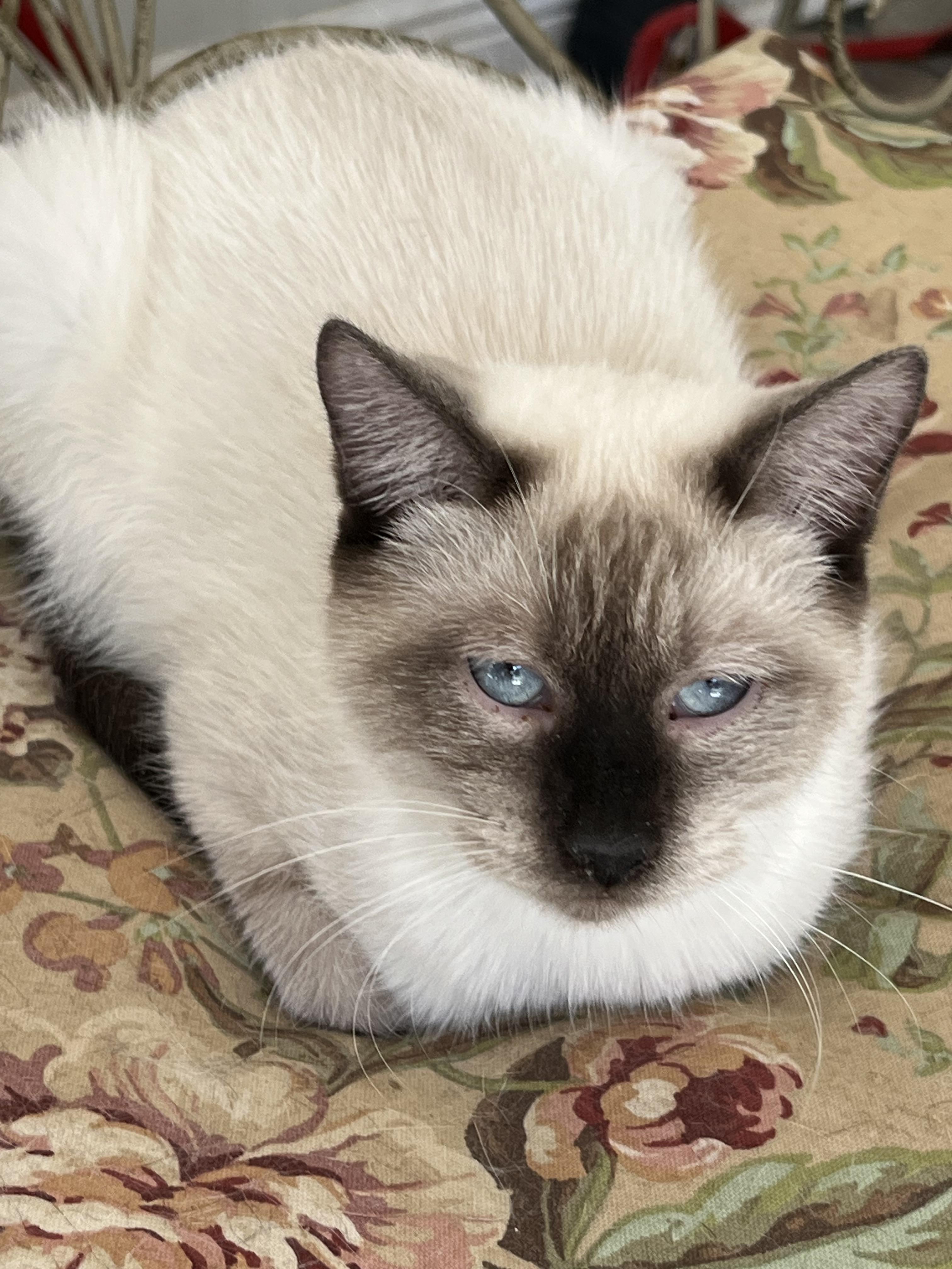 Oliver (sis Olive available soon)
