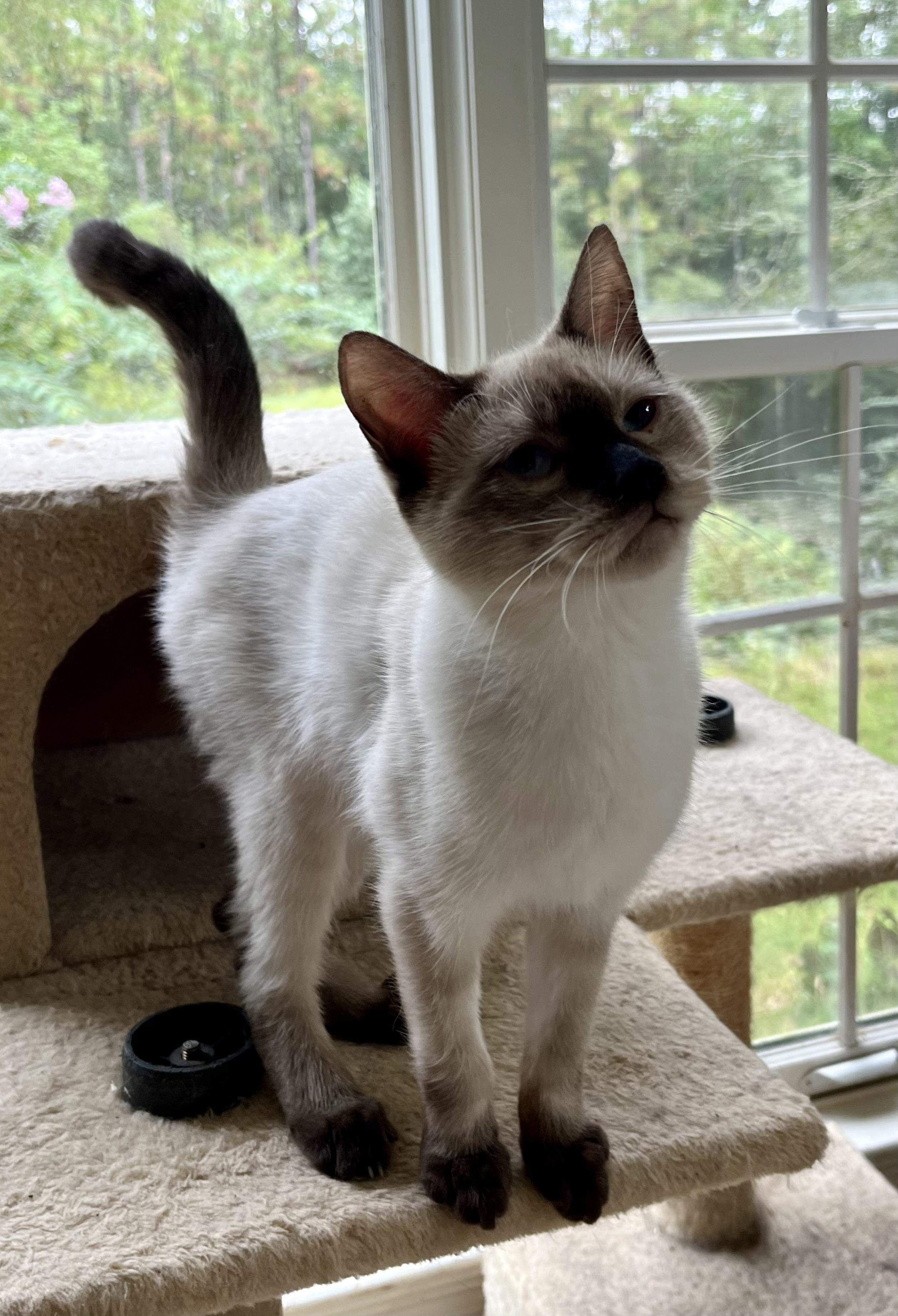 Oliver (sis Olive available soon)