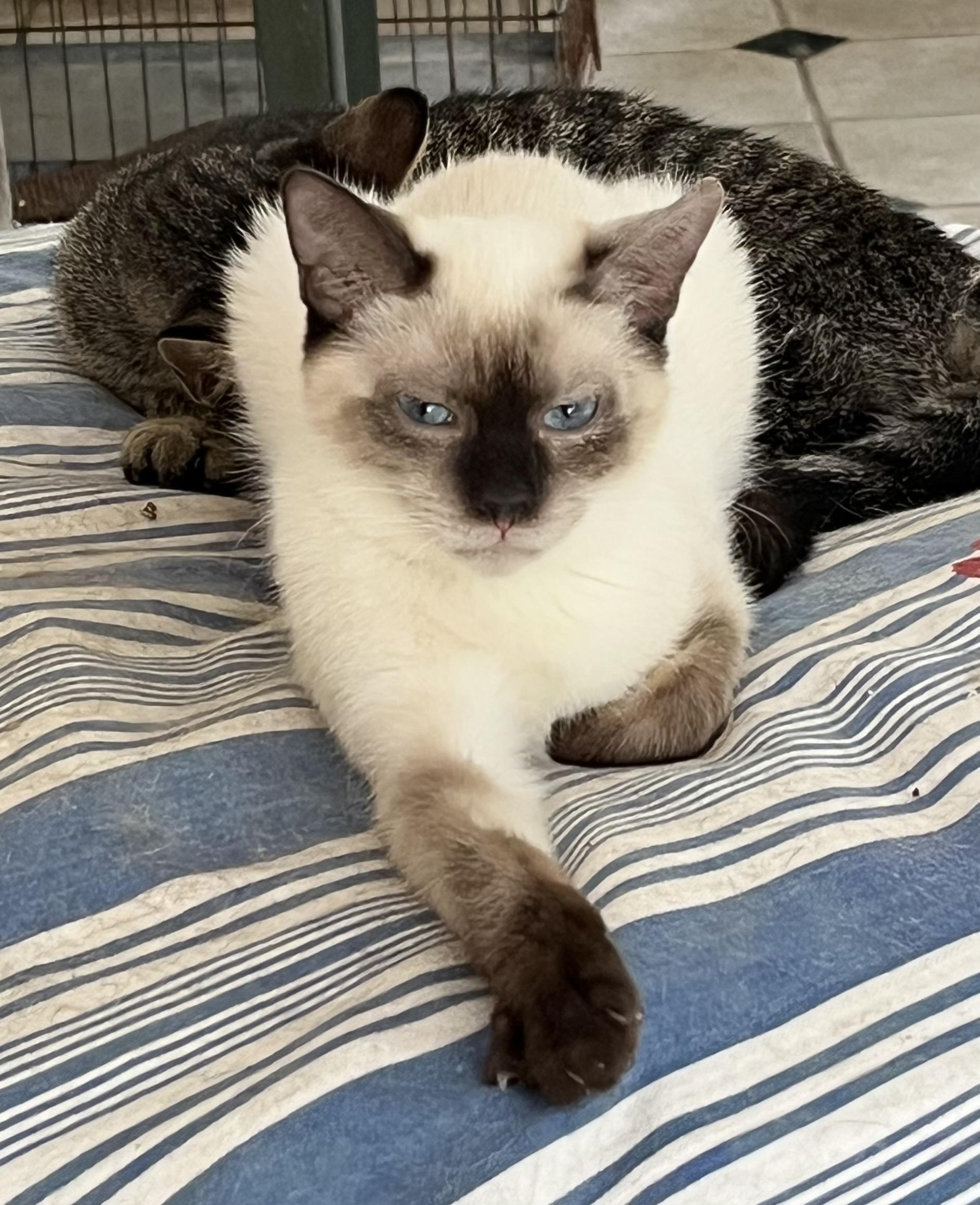 Oliver (sis Olive available soon)