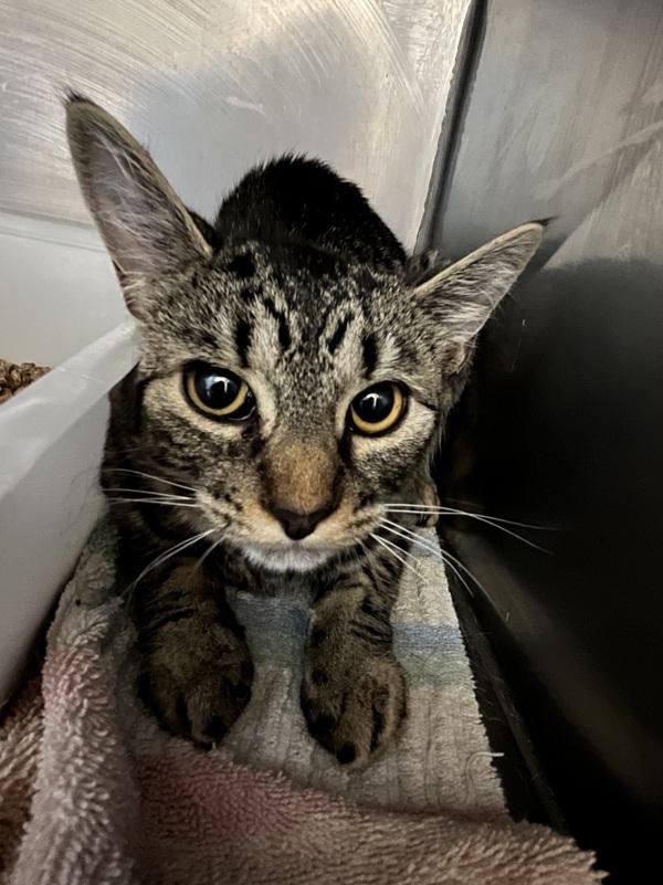 Lindy Hop, Adoptable, Young Female Domestic Short Hair.