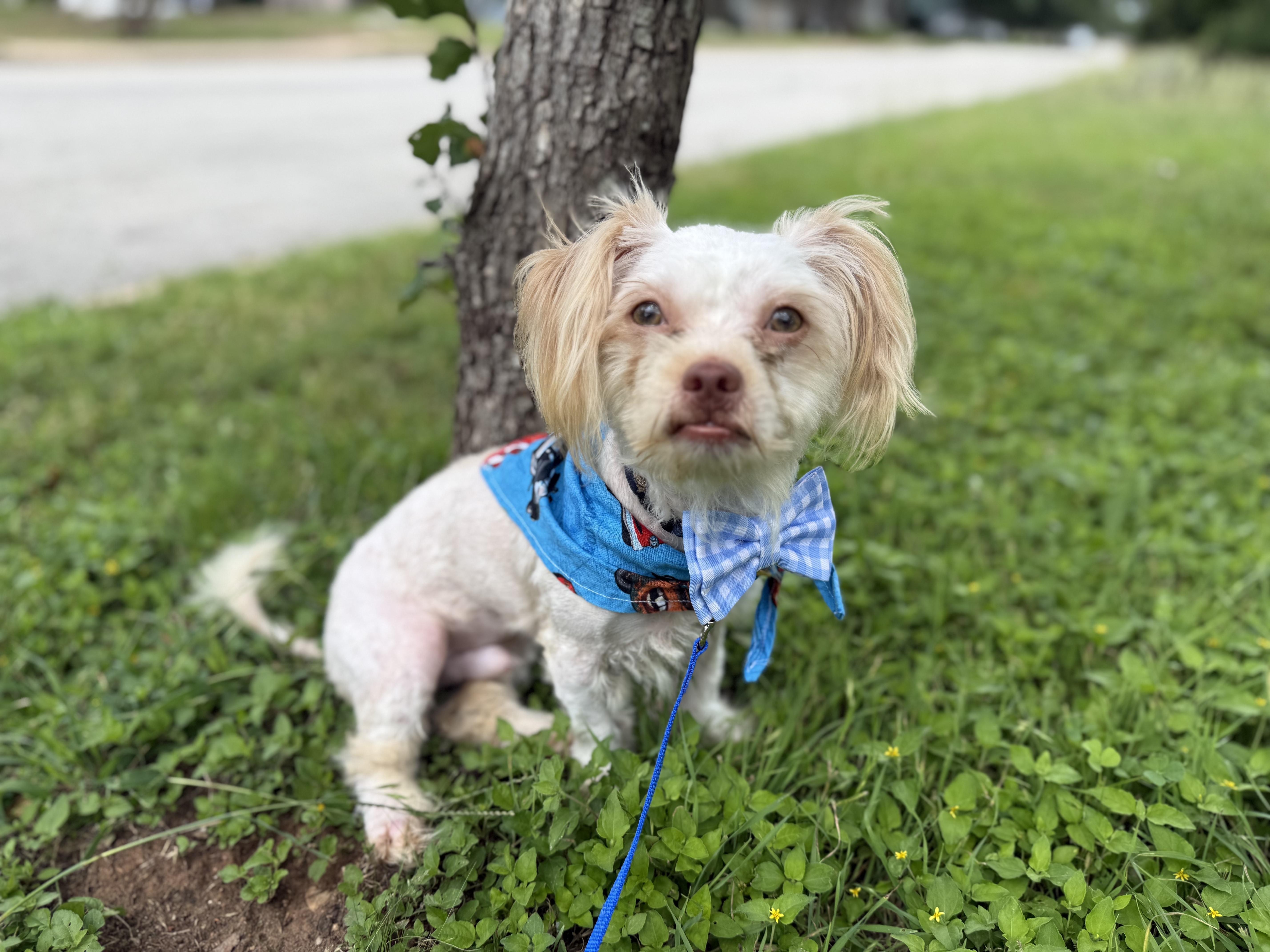 Butters, ADOPTABLE, Young Male Maltipoo.