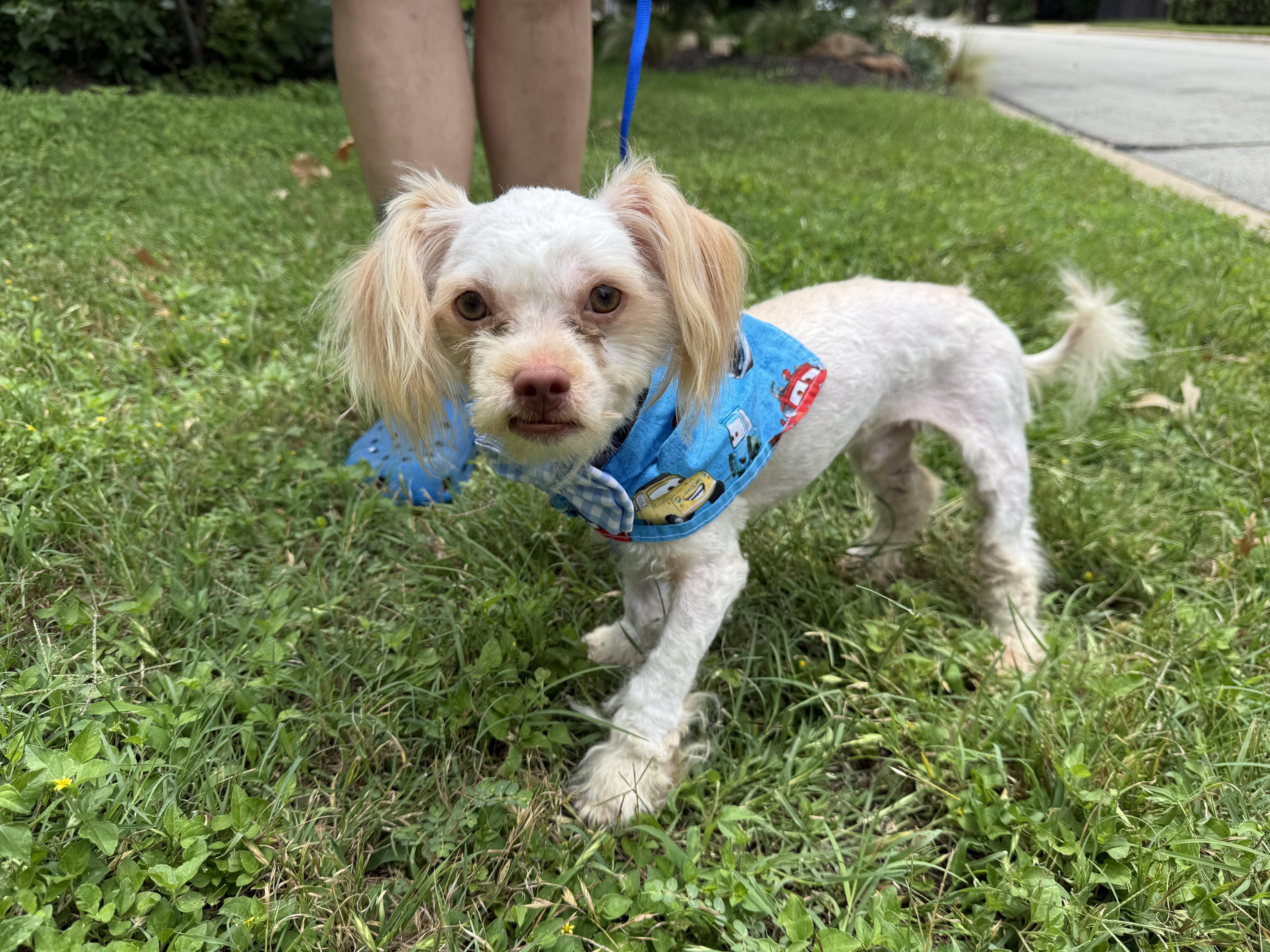 Butters, a ADOPTABLE Maltipoo in Dale, TX image 2/2