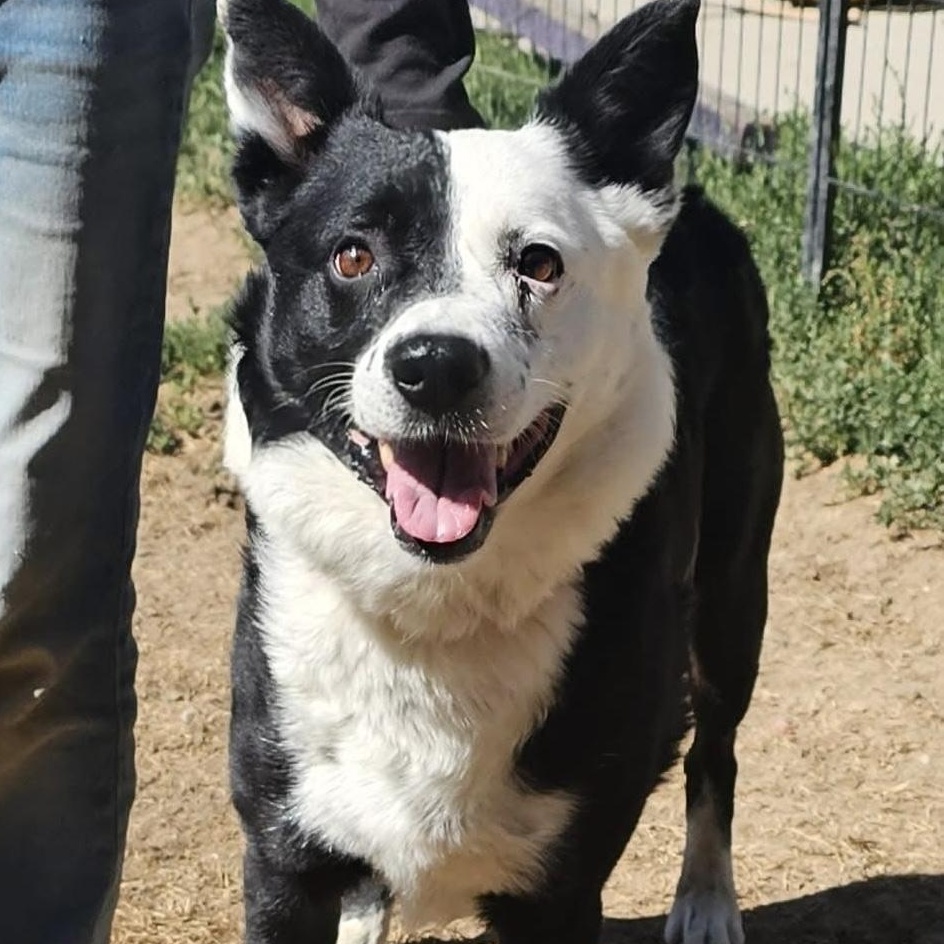 Tiptoe, Adoptable, Adult Male Border Collie.