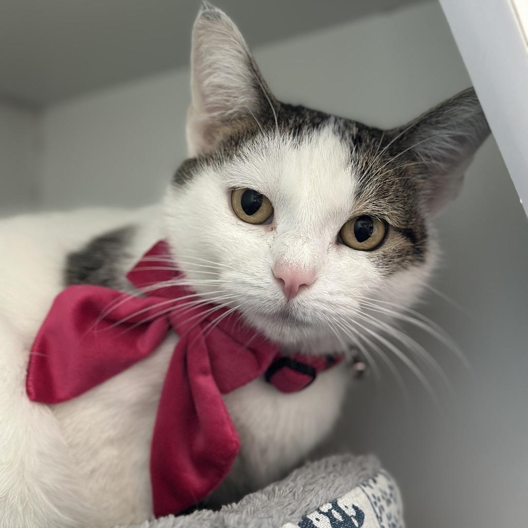 Enlarge Avery, a Adoptable mixed breed in Matteson, IL image 1/6